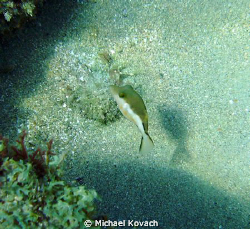 Golden faced Toby on the Inside Reef at Lauderdale by the... by Michael Kovach 